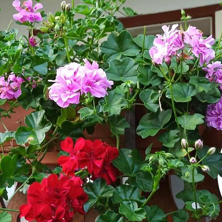 Casa de vacanta Zsenik Vendeghaz Sovata Esterno foto