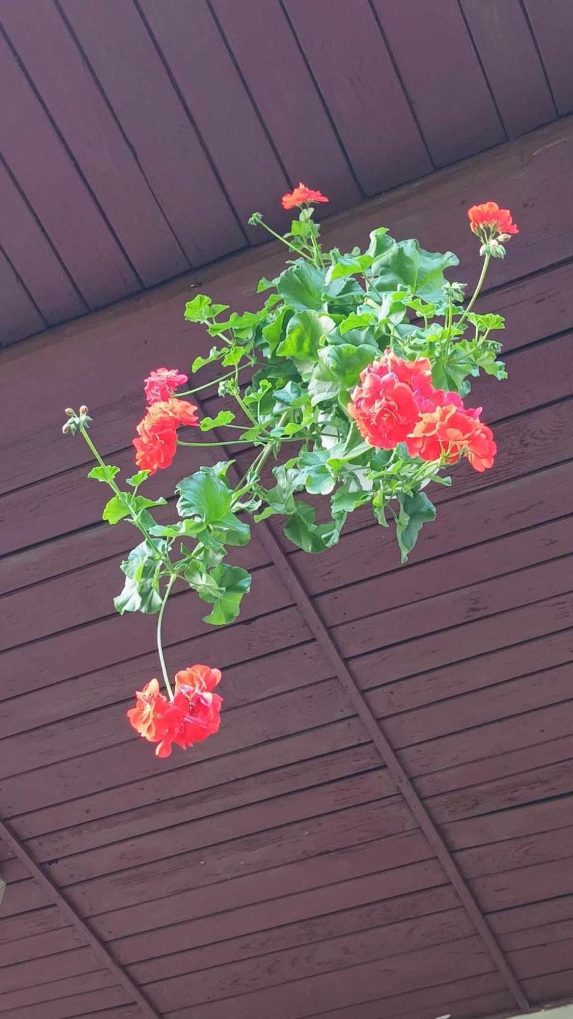 Casa de vacanta Zsenik Vendeghaz Sovata Esterno foto