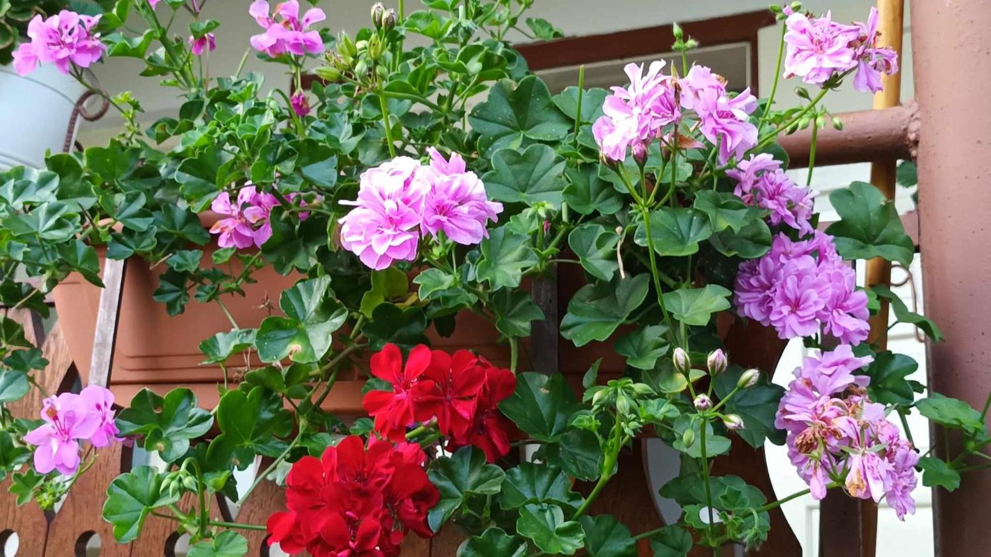 Casa de vacanta Zsenik Vendeghaz Sovata Esterno foto