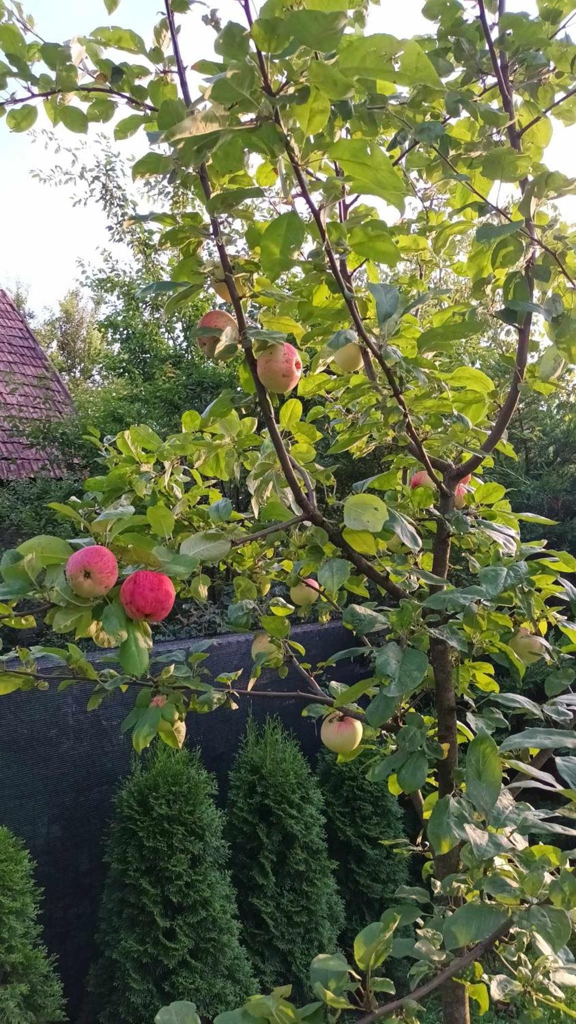 Casa de vacanta Zsenik Vendeghaz Sovata Esterno foto